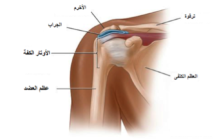 اسباب الام الكتفين 20161016 158