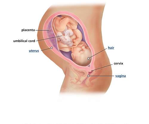 تطور الجنين بالصور 20161005 954