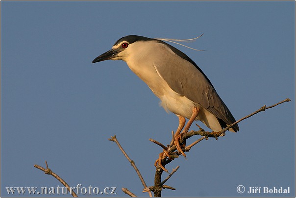 صور الطائر الحزين