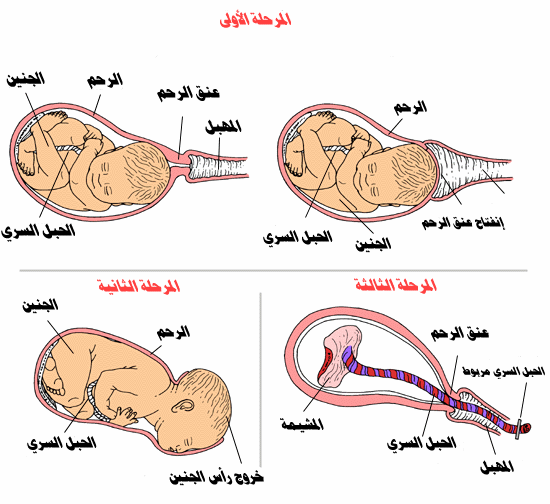 كيف يتم استخراج الجنين 20161015 114