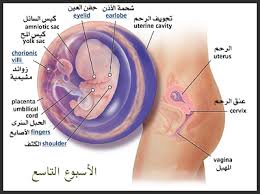 الهرمونات والحمل هام 20161013 2577