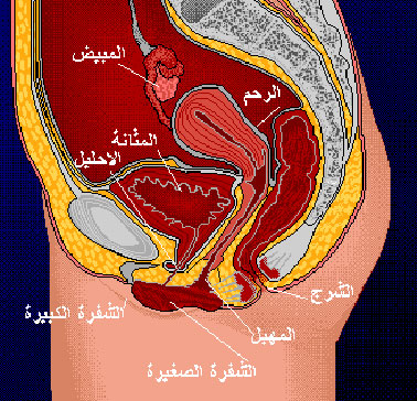 شكل الرحم من الداخل 20161007 384