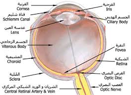 بحث عن تركيب عين الانسان