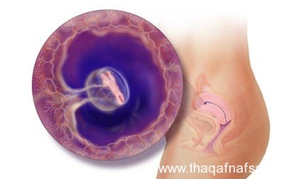 مراحل تشكل تطور الجنين 20161016 1298