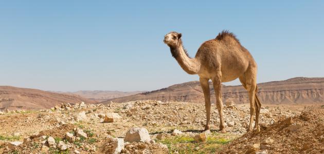 الجمال في المنام 20161020 242