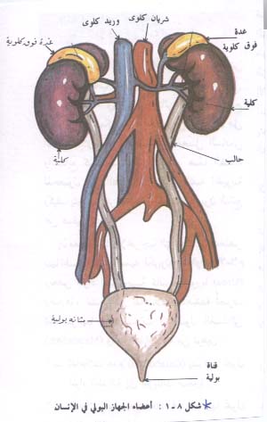 اعشاب لمرضى الكلى