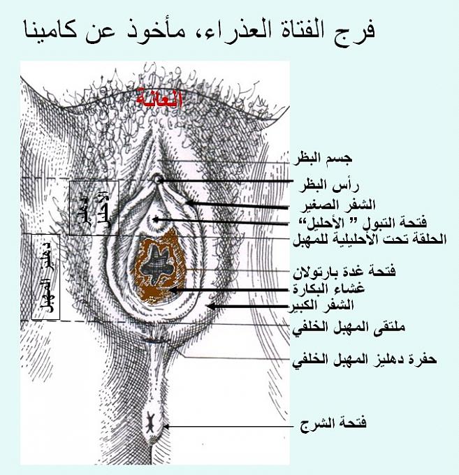 كيف يمكن معرفة عذرية البنت 20161013 1915