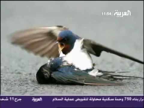 صور عصفور يبكي الملايين 20161022 291