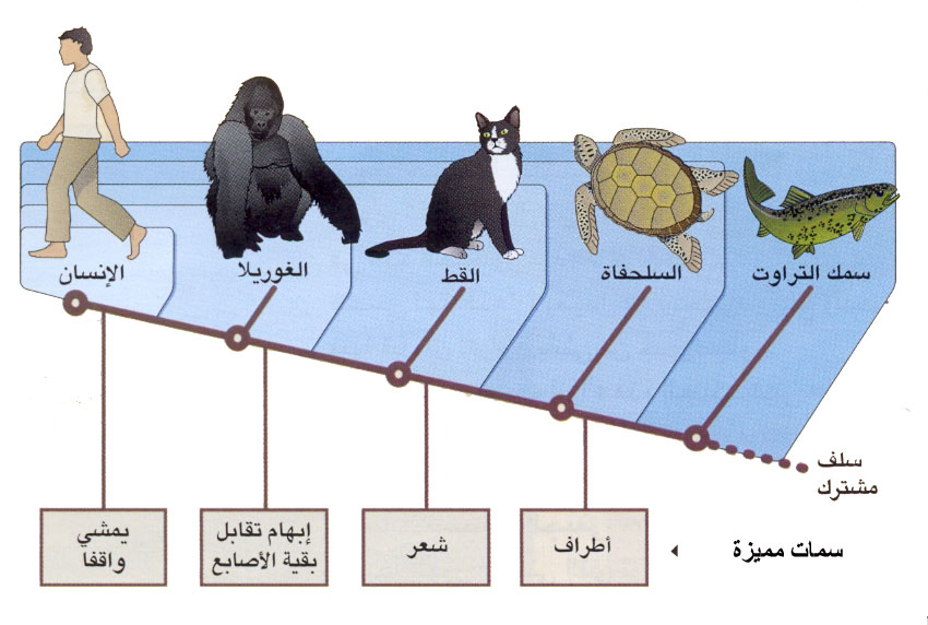 صور و تسمبة بعض الحيوانات المهددة بالانقراض