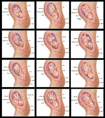 مراحل الحمل بالصور من الشهر الاول الى التاسع 20161012 1542