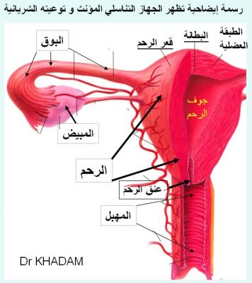 صور حقيقية لمهبل المراة 20160826 79