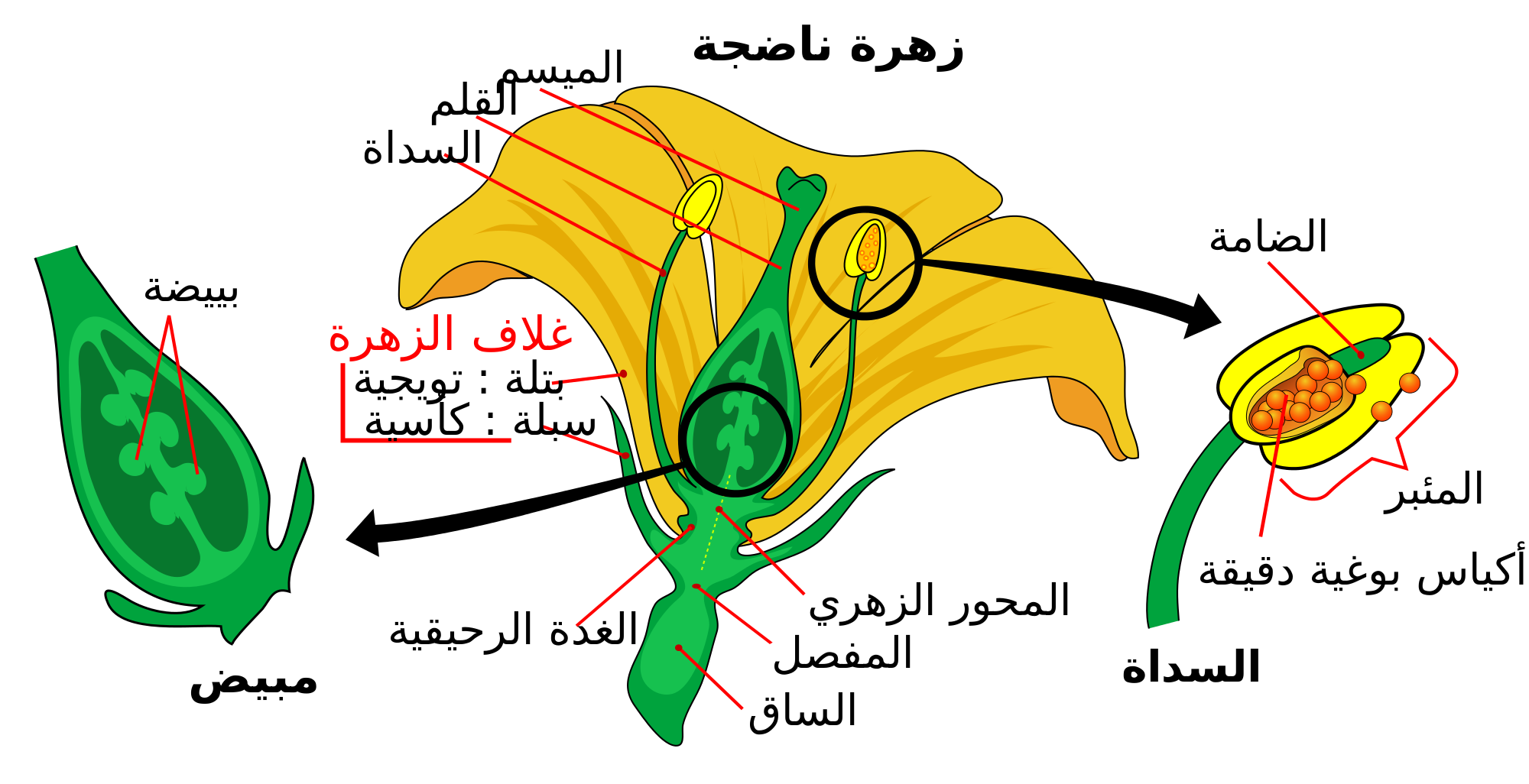 ما هو تركيب الزهره 20161110 32