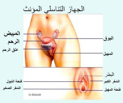 الجهاز التناسلي للانثي , صور شكل المهبل