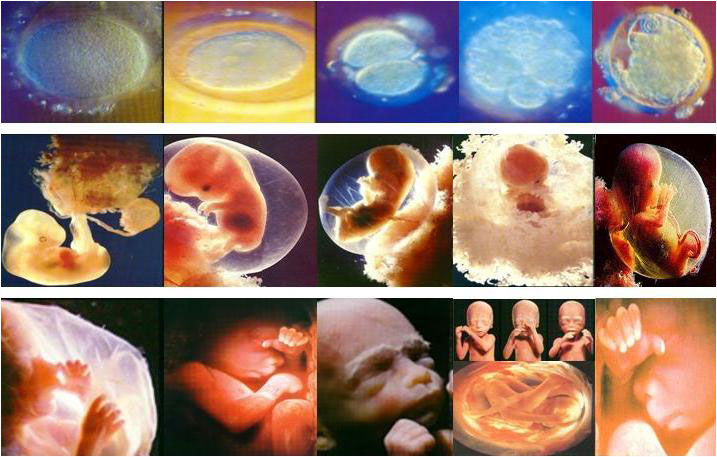 مراحل تكون الجنين مصورة 20161007 1289