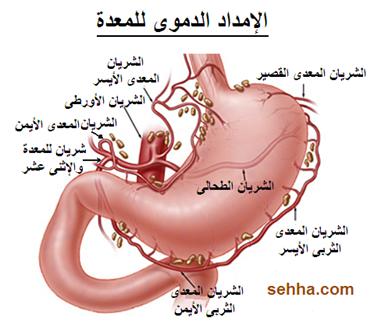 افضل طريقة لغسيل المعدة 20161018 382