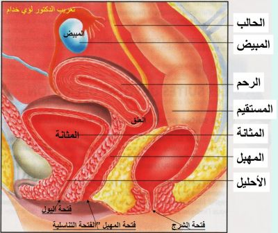 صور حقيقية لمهبل المراة 20160826 8