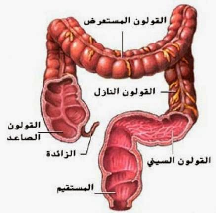 طرد غازات القولون 20161014 1188