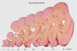 مراحل نمو الجنين بالاسابيع والاشهر بالصور