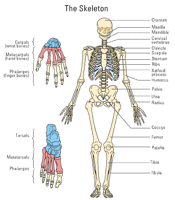 صور الهيكل العظمى في جسم الانسان 20161021 126