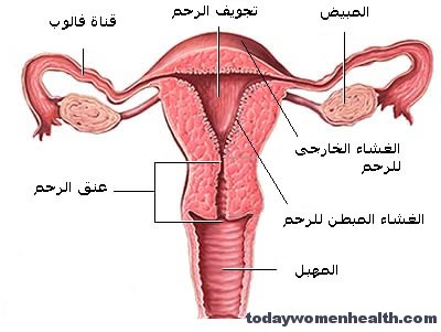 اسباب وجود الم على مستوى الرحم 20161015 612