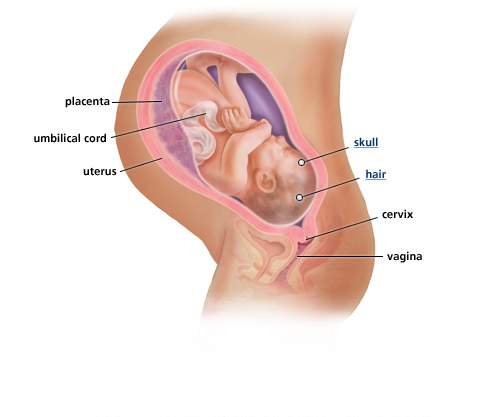 تطور الجنين بالصور 20161005 957