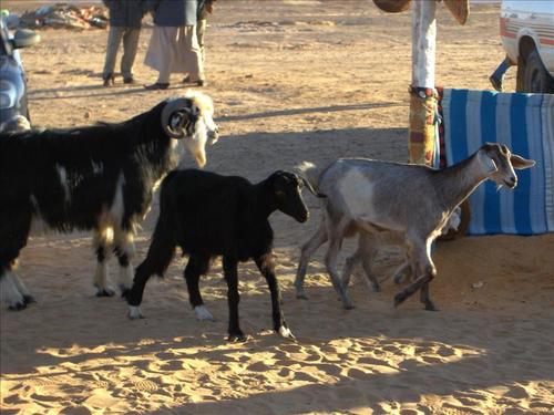 تفسير الماعز السوداء في المنام