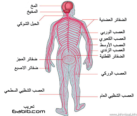 الجهاز العصبي تعريف 20161008 79