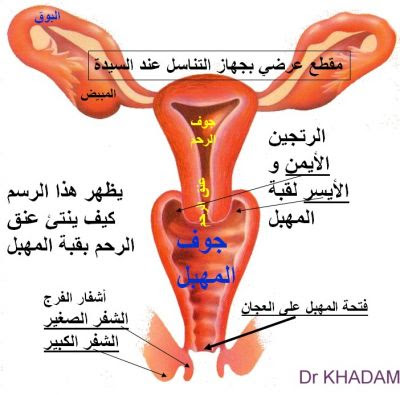 الجهاز التناسلي للانثي -صور شكل المهبل 20161014 414