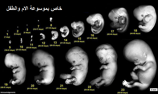 الجنين في الشهر الاول بالصور 20161007 96