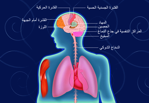 تاثير القلب على العقل 20161015 39