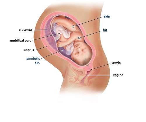 تطور الجنين بالصور 20161005 956