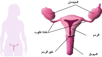 اول حيض للفتاة 20161010 727