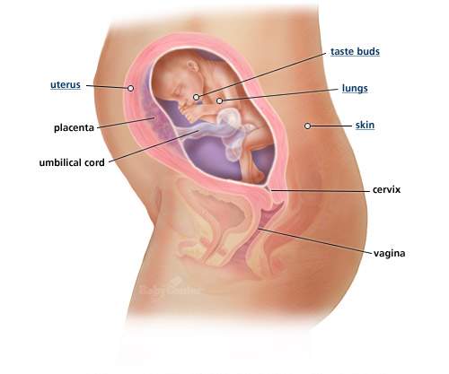 تطور الجنين بالصور 20161005 941