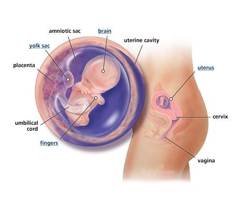 تطور الجنين بالصور 20161005 927