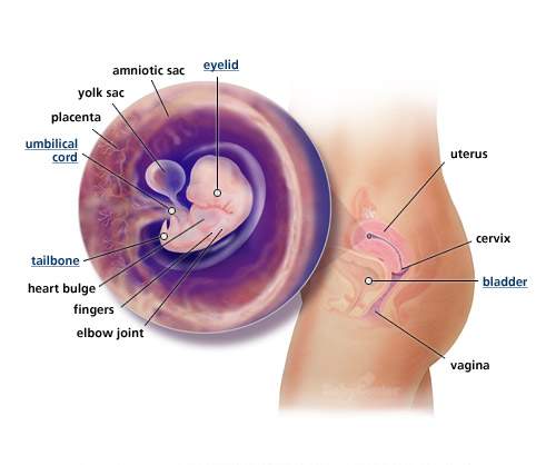 تطور الجنين بالصور 20161005 924