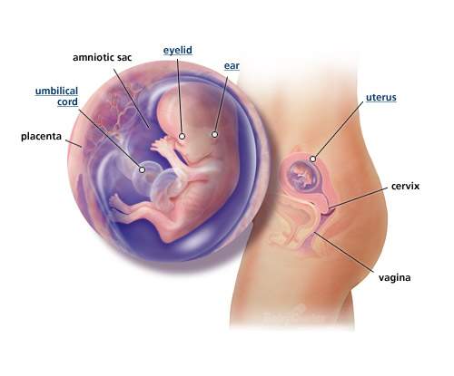 تطور الجنين بالصور 20161005 929