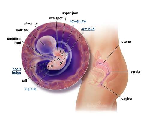 تطور الجنين بالصور 20161005 923