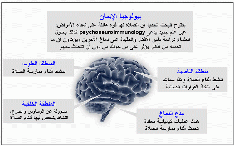 تاثير القلب على العقل