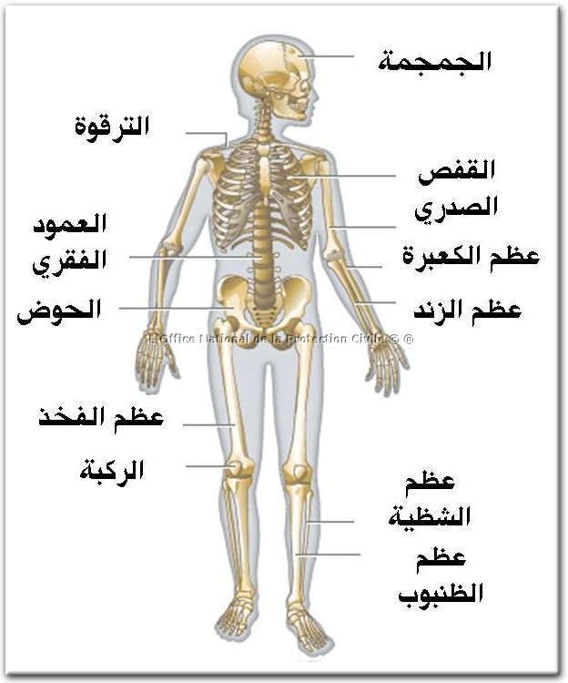 صور الهيكل العظمى في جسم الانسان 20161021 1935