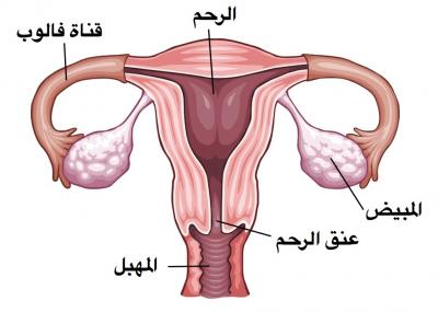 صور حقيقية لمهبل المراة 20160826 80