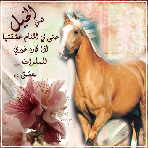 شعر عن الخيل 20161021 813