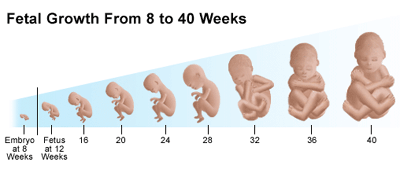 مراحل نمو الجنين في بطن امه 20161109 25