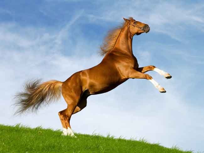 20161111 93 تفسير رؤيا الحصان في المنام ملك روحي