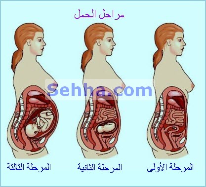 الحمل في المراحل الاولى