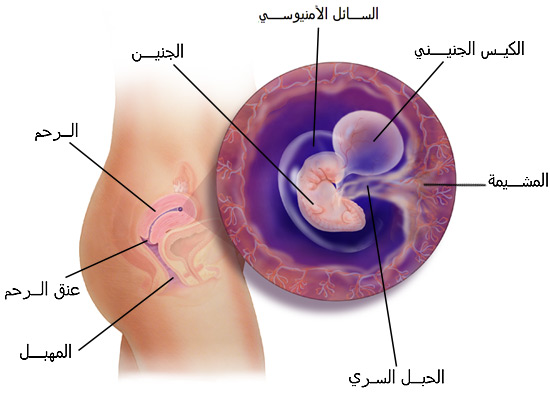 الجنين في الشهر الاول بالصور