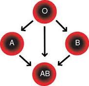 فصيلة الدم o والزواج