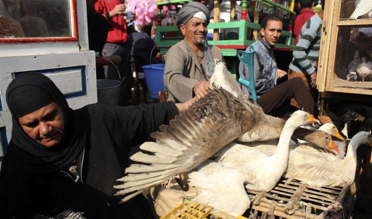 الجذري مرض طيور