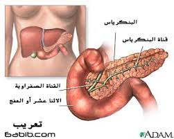 البطن مصدر كل الامراض