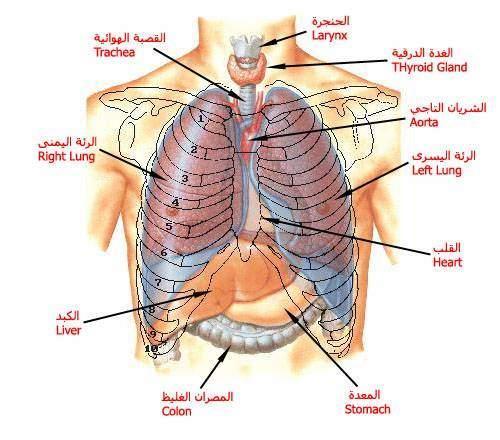 معلومات عن جسم الانسان