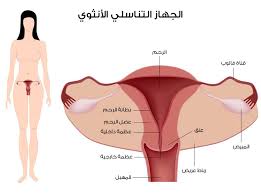 الرحم السليم 20161011 1722